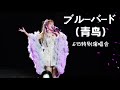 《ブルーバード》(青鸟)MARiA-Shanghai Special Live-20240615