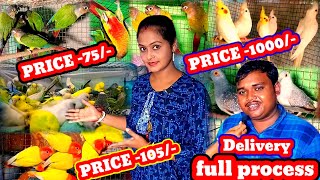 cheapest price bird's farming and delivery all over IndiaCokatail Bird price & Conure Birds price