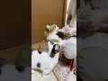 親父のささみを全部持っていく泥棒猫【 #Shorts 】