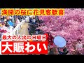 3/8(日)すごい賑わい!満開の桜に花見客歓喜 世界の旅人が訪れる淀水路の桜並木