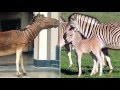 The onceextinct quagga is back from the dead