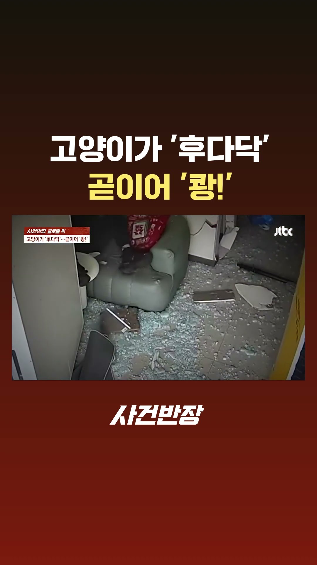 고양이가 '후다닥'…곧이어 '쾅!' #Shorts #JTBC