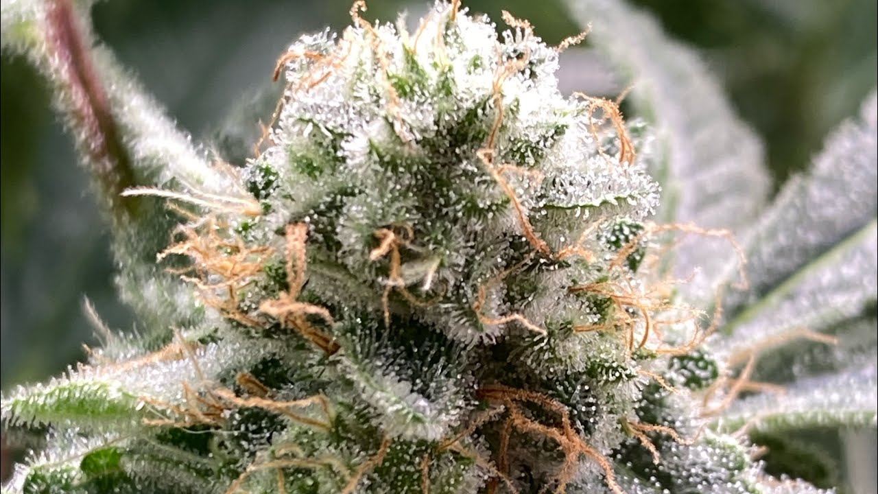 GROWING COLAS || LED Battle MarsHydro vs HLG || Ep. 6 of 8 💲💲💲GIVEAWAY 💲💲💲