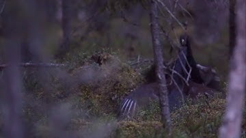 Capercaillie lek in Kuusamo, Finland