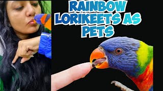 Rainbow Lorikeet As Pets 🌈🦜#rainbow #lorikeet #parrot #birds #rainbowlorikeet