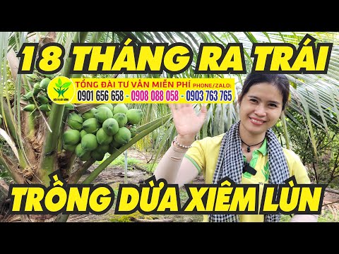Video Dừa xiêm lùn trồng bao lâu ra trái - TRỒNG TRÁI RA BAO... - youtube