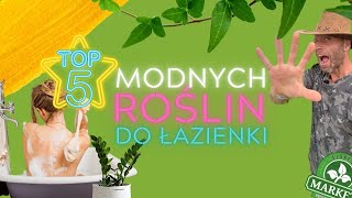 ROŚLINY DO ŁAZIENKI  Kwiaty które rosną dobrze w łazience i kilka roślin do dobrego snu