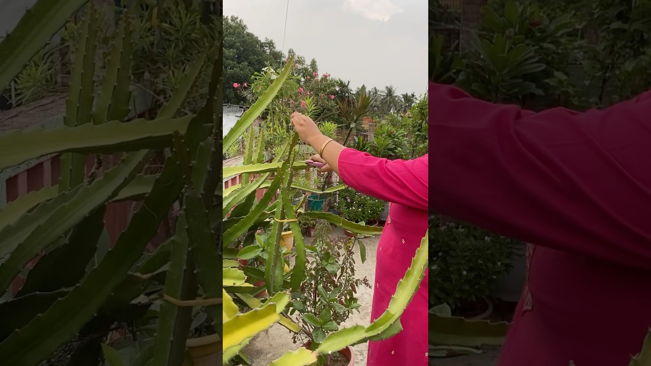 ১০০% গ্যারান্টি ড্রাগন এর ফল আসবেই এটা করলে ॥#trending #gardening #garden #foryou #tree #dragonfruit