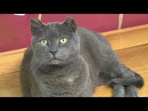 Hemi the cat finally reunited with owner, after four years lost