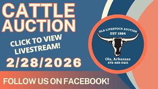 April 14, 2026 - Cattle Auction - Ola Livestock Auction