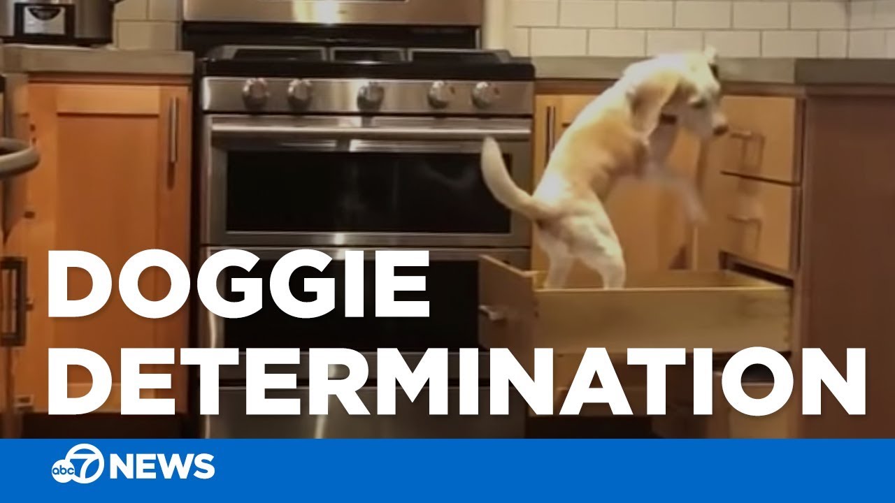 How To Keep Dogs Off Kitchen Counters