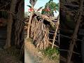 (❤️गांव और Nature🌴)#shorts #farming
