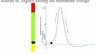Action Potential Visualization of voltage gated channels opening and closing