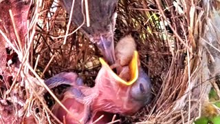 ANAK BURUNG CUMA SATU BERLEBIH MAKANAN