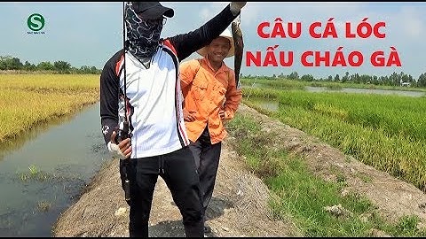 Câu cá lóc (rê cá) về nấu cháo gà | Fishing | Sắc Màu VN
