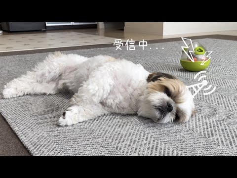 【シーズー】ただ寝てるだけじゃないんです！！【犬Vlog】