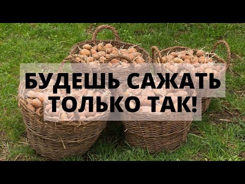 Зачем сажать картофель на зиму и когда собирать урожай?