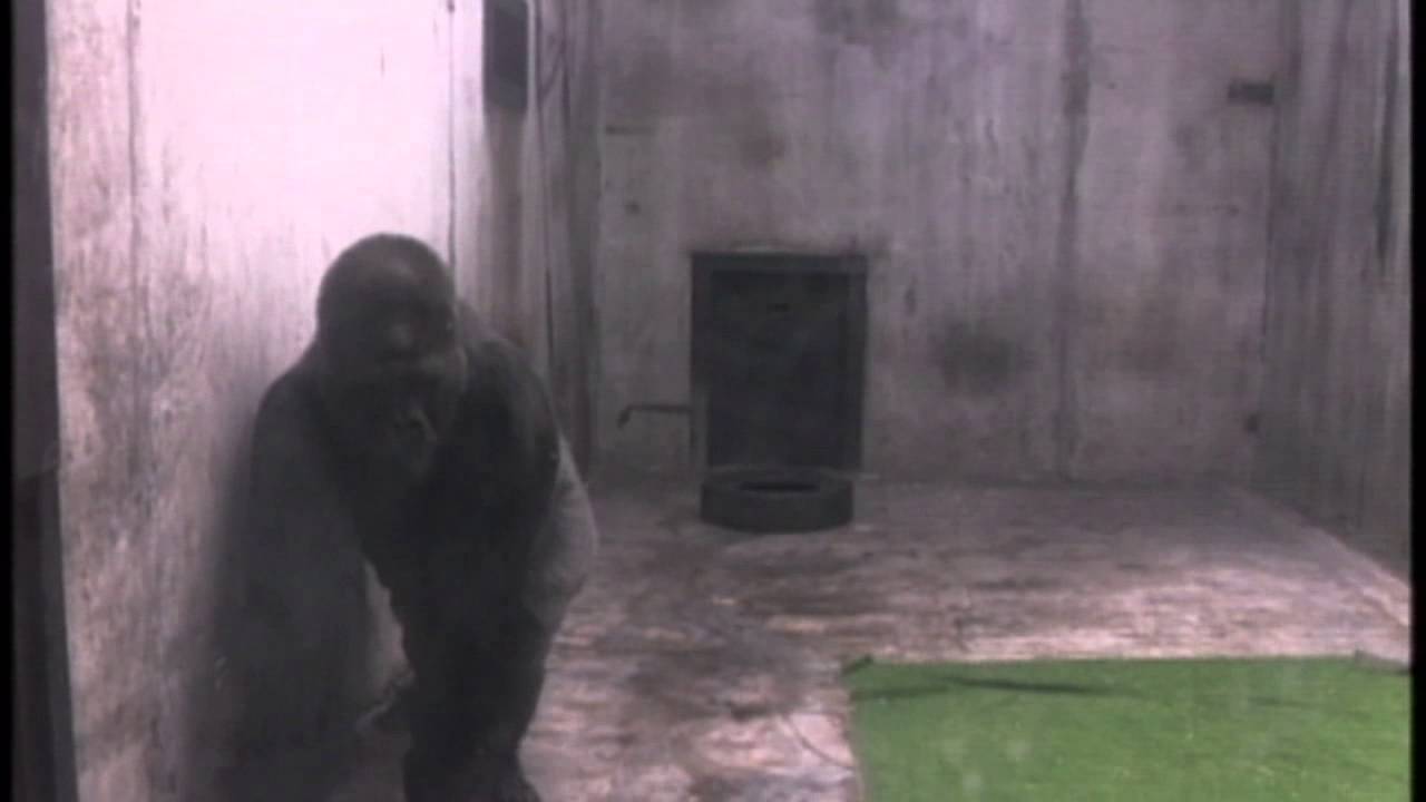 Ivan the gorilla lived alone in a shopping mall for over 20 years (The ...