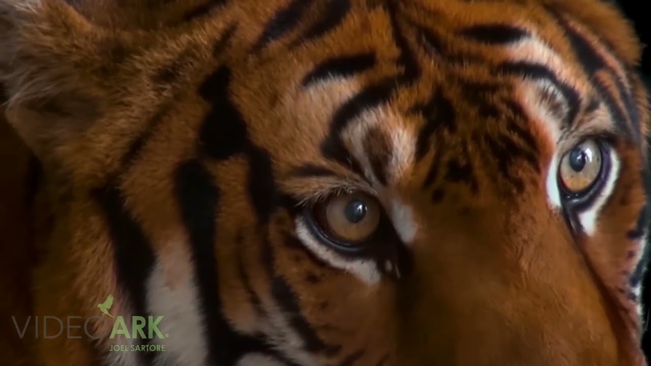 A federally endangered South China tiger (Panthera tigris amoyensis) at the Suzhou Zoo in China.