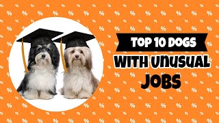 Top 10 Dogs With Unusual Jobs