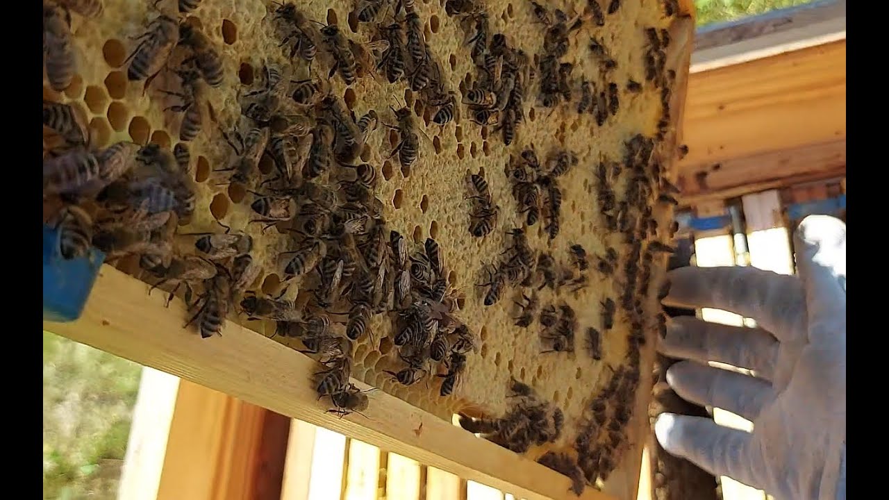 Przegląd Pasieki Połowa Sierpnia Pszczoły Pracują na Zimowe Pokolenie Nadzór Kontrola Gniazda 4K