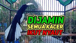terapi pagi dijamin ampuh bikin kacer bahan cepat bunyi dan gacor bikin nyaut semua jenis kacer