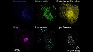 Visualization of membrane organelle dynamics