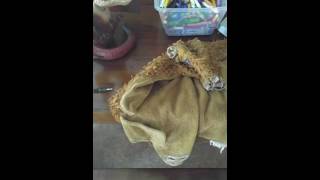 Justinandblock Paaall