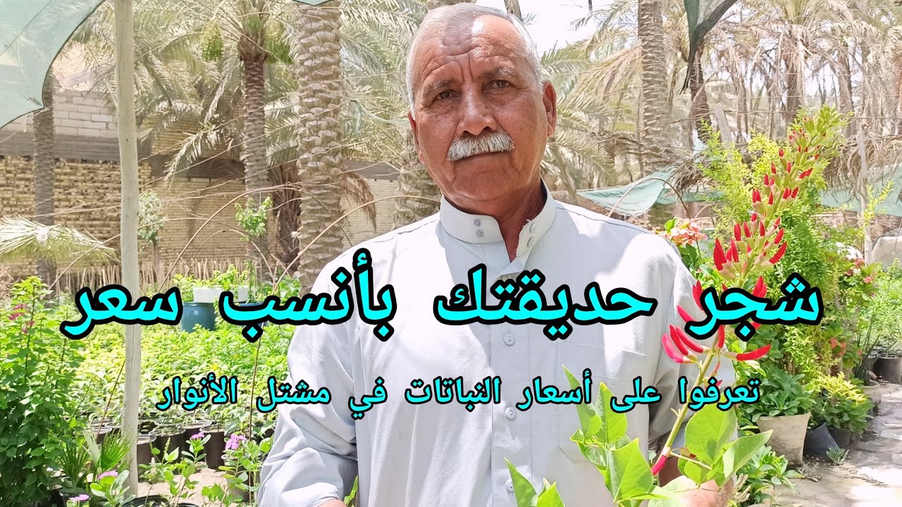 شجر حديقتك بأنسب سعر تعرفوا على اسعار النباتات على مشتل الأنوار العراق 🇮🇶 بابل انتاج محلي سعر مناسب