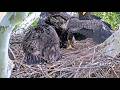 USS Bald Eagle Cams on 5-22-26 @ 09:31 Irvin brings in a raccoon Maz mantles