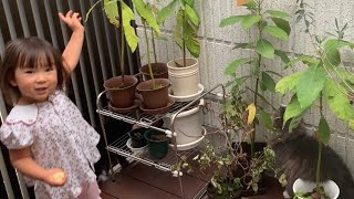 娘と一緒にカエルを捜索することが朝の日課になった猫 ノルウェージャン Finding a frog with daughter is a daily routine in the morning