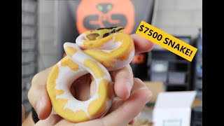 $7500 BALL PYTHON! MY BIGGEST PURCHASE EVER!!! + 20% OFF IN MY STORE! LINK BELOW