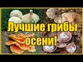 САМЫЕ ВКУСНЫЕ ОСЕННИЕ ГРИБЫ