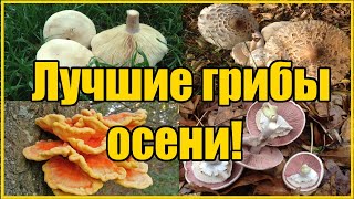 видео: САМЫЕ ВКУСНЫЕ ОСЕННИЕ ГРИБЫ картинка: САМЫЕ ВКУСНЫЕ ОСЕННИЕ ГРИБЫ