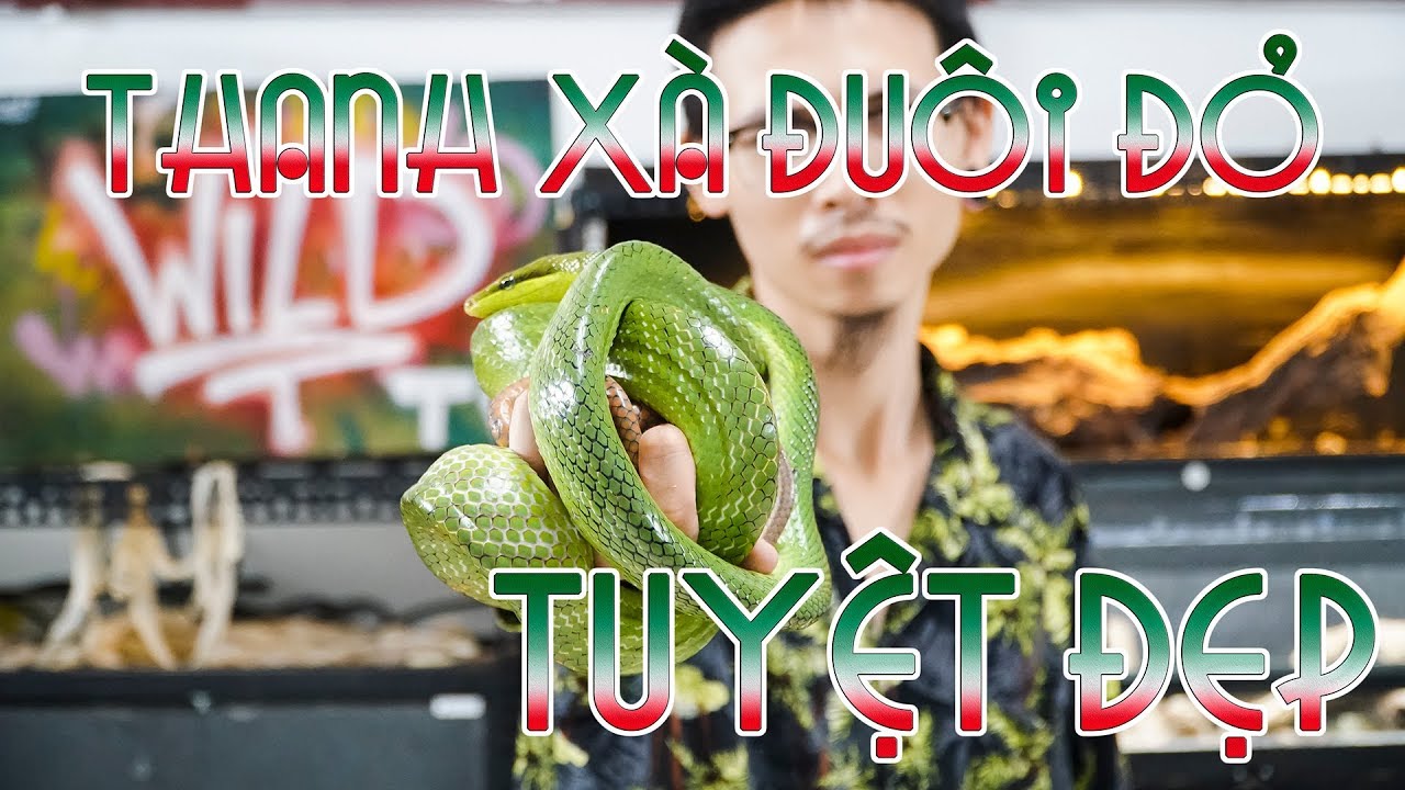 rat snake images Loài rắn tuyệt đẹp bị nhầm với LỤC ĐUÔI ĐỎ - Red tailed green rat snake| WILDVN TV
