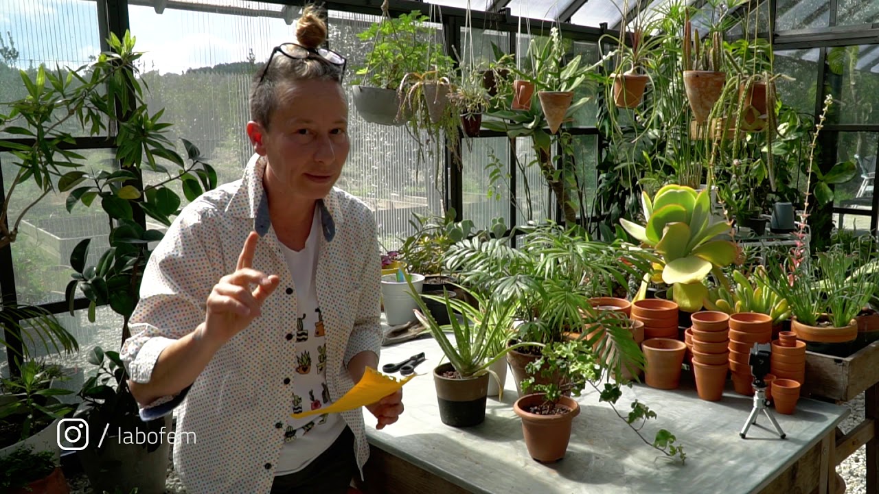 NASA'nın meşhur hava temizleyen bitkileri! - Labofem