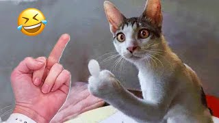 Funniest Animals 😄 New Funny Cats and Dogs Videos 😹🐶