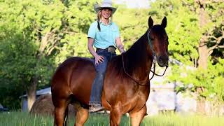 Little Man selling on Platinum Equine Auction