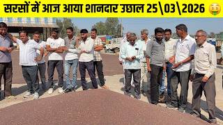 आज सरसों के भाव में आई शानदार तेज़ी | Sarson ka Aaj Ka Taja Mandi Bhav | Mandi Bhav Today