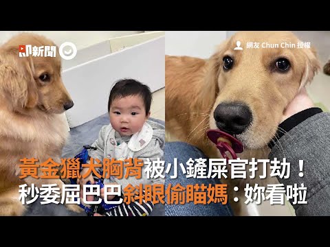 黃金獵犬胸背帶被小鏟屎官打劫！委屈巴巴小表情斜眼偷瞄媽｜寵物｜狗｜看新聞