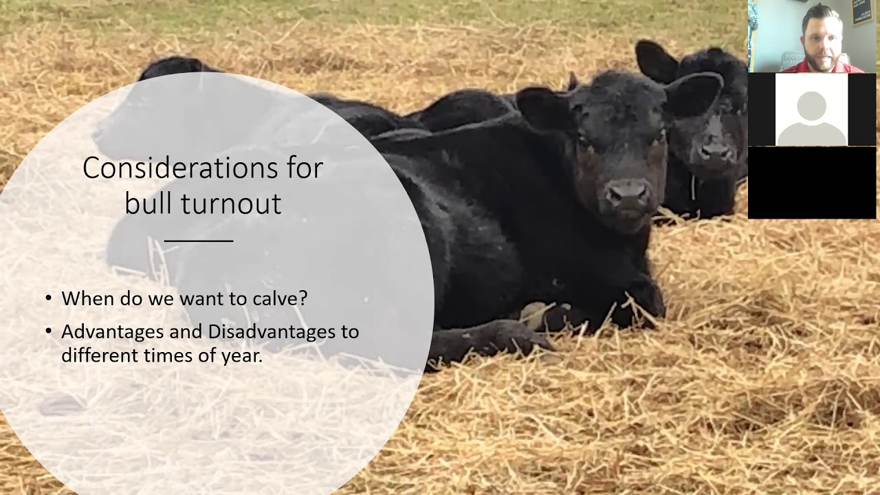 Establishing a Defined Calving Season