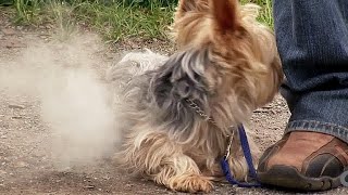 Dog Catches On Fire  | Just for Laughs Compilation