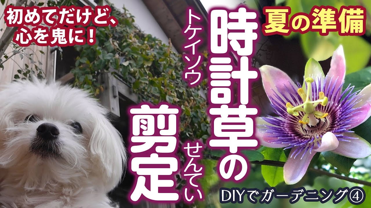 Diyガーデニング 時計草の剪定 パッションフラワー トケイソウ 生命力が強く ベランダを占拠されたので 大きく刈り込み Youtube