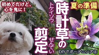 【DIYガーデニング④】時計草の剪定　〜パッションフラワー・トケイソウ〜　生命力が強く、ベランダを占拠されたので、大きく刈り込み！