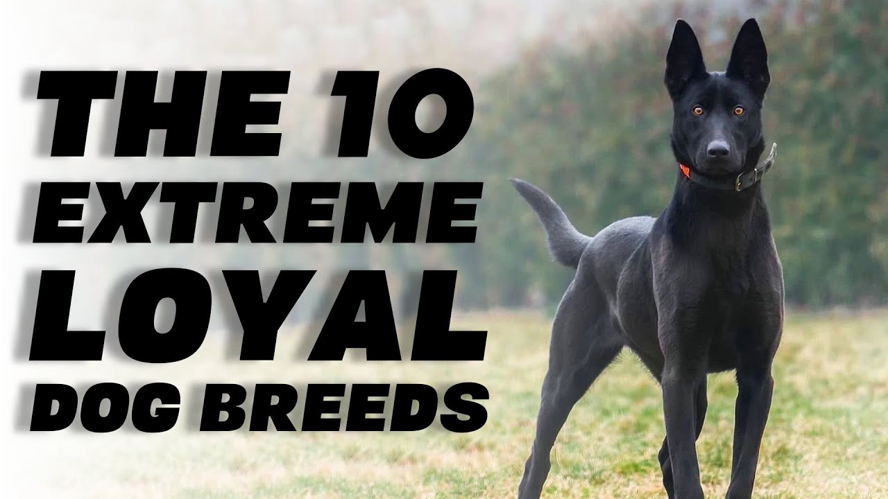 top ten loyal dog breeds