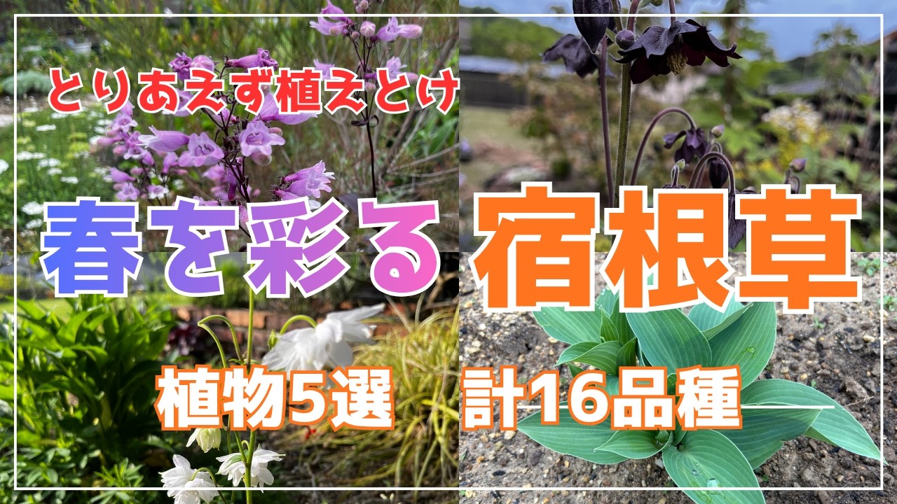 Perennials] Just plant these perennials to add color to spring
