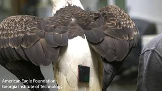Georgia Tech Capstone Design: Eagle with Tracker - Test Flight American Eagle Capstone Project