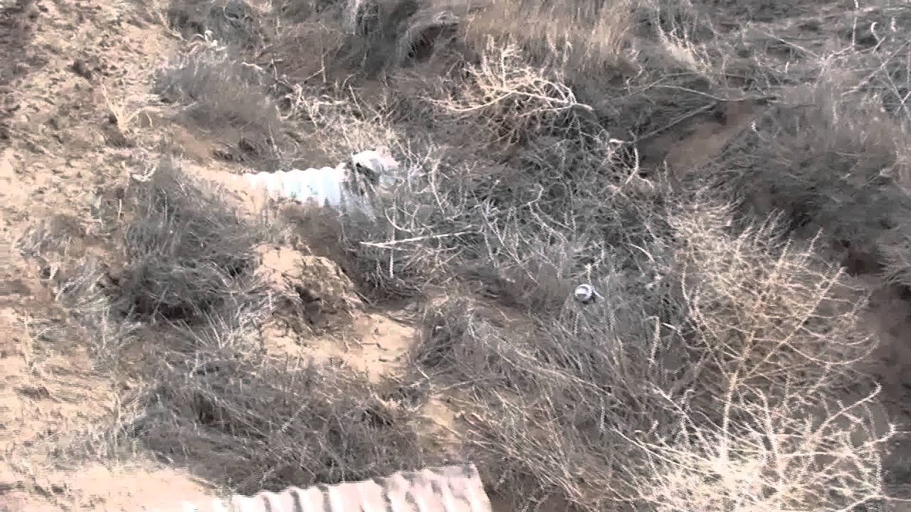 youtube coyote hunting greyhounds