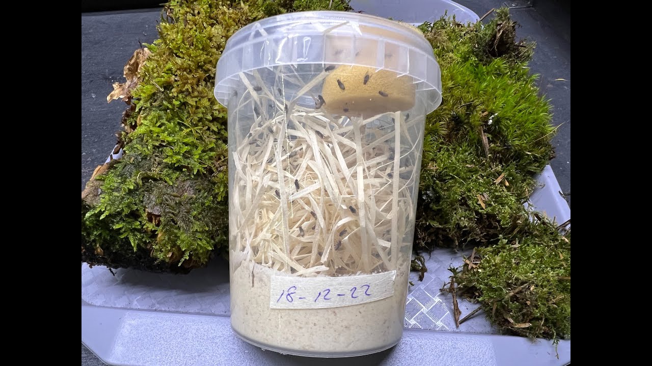 Beastie Room Fruit Fly Cultures and how we make them