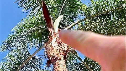 Easy palm tree pod removal without climbing